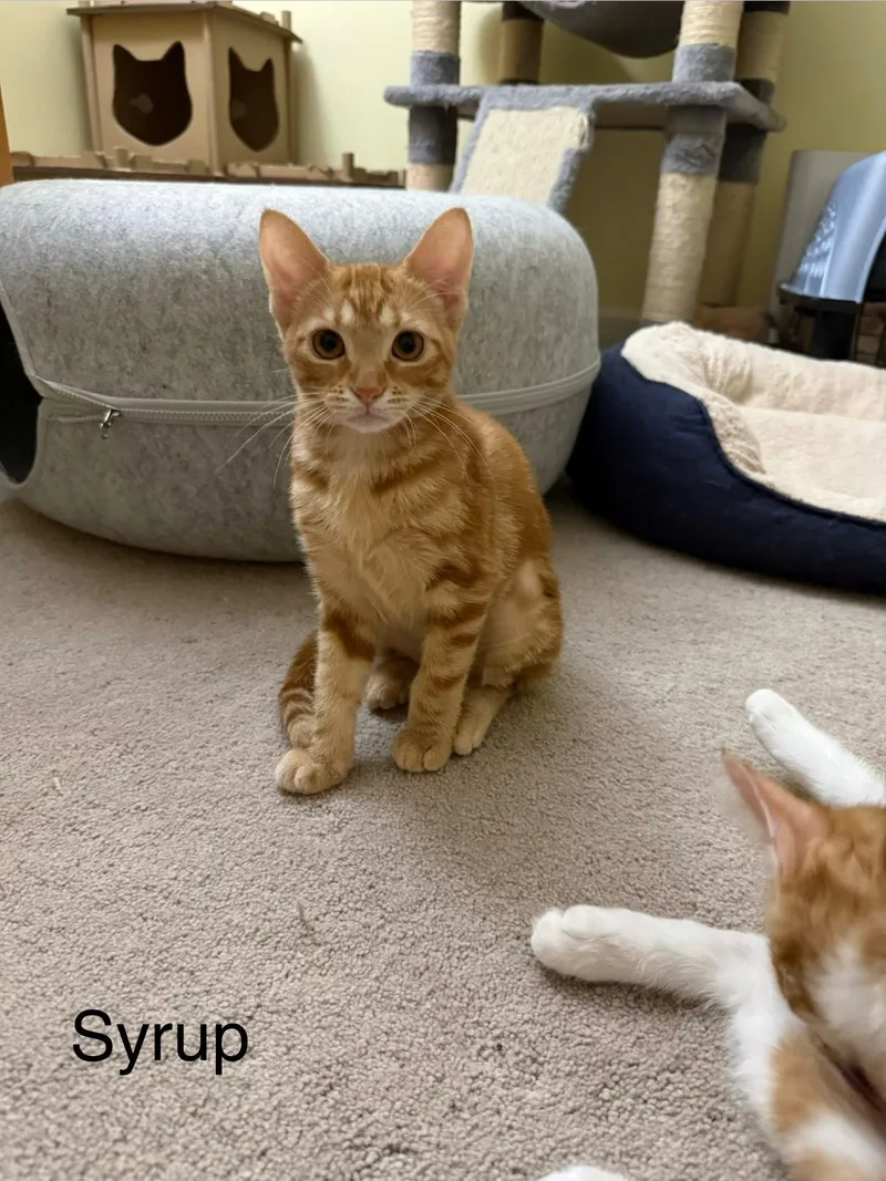 A baby medium-sized female Tabby (Orange / Red) Domestic Short Hair cat named Syrup for adoption in Crystal Lake, IL