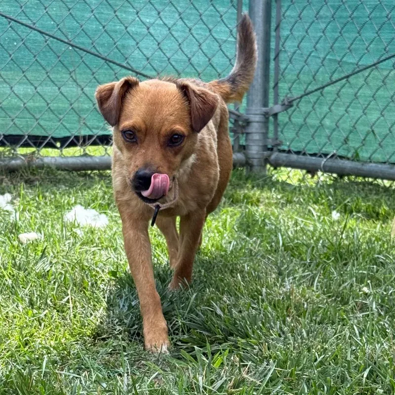 An adult small-sized female Brown / Chocolate Pug dog named Flora for adoption in Harrisonburg, VA