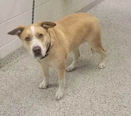 An adult large-sized female Yellow / Tan / Blond / Fawn Mixed Breed dog named Oakley Renee for adoption in Kansas City, MO