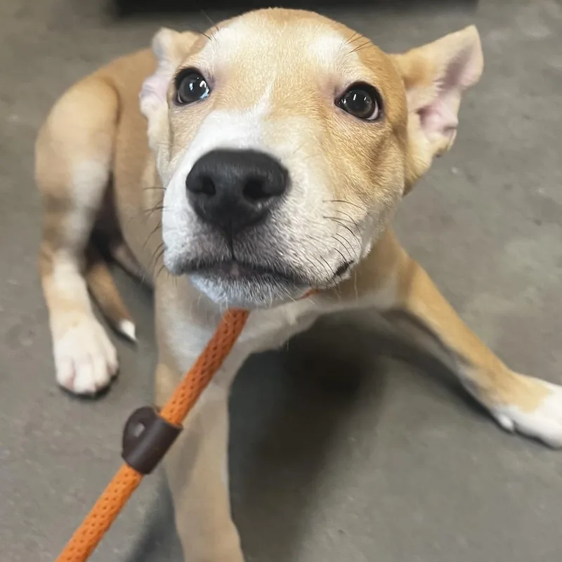 A young medium-sized male Yellow / Tan / Blond / Fawn Shepherd dog named Neko for adoption in Tampa, FL