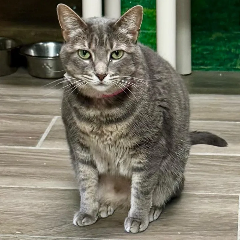 An adult large-sized female Gray / Blue / Silver Domestic Short Hair cat named Panic for adoption in Lakeland, FL
