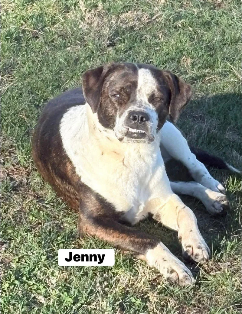 An adult medium-sized female Brown / Chocolate Mixed Breed dog named Jenny for adoption in Elyria, OH