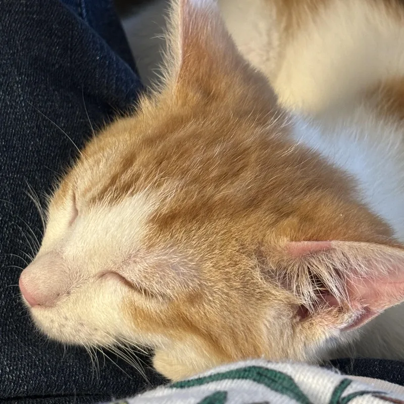 A young medium-sized male Buff & White Domestic Short Hair cat named Chester for adoption in Hemingway, SC