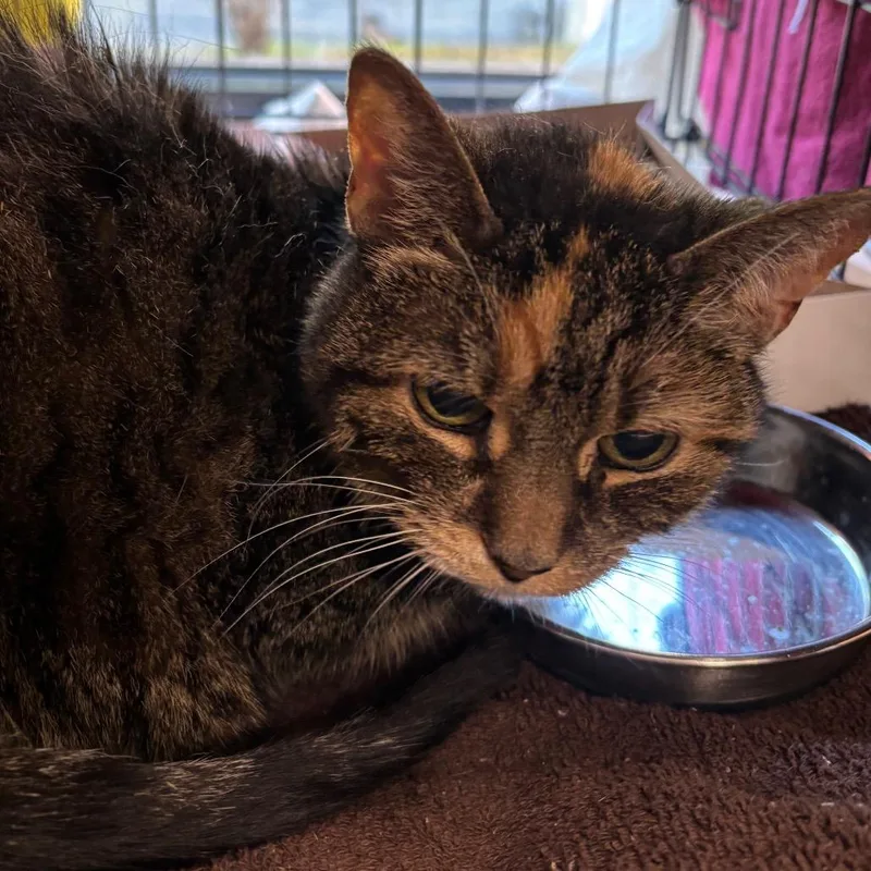 A senior medium-sized female Domestic Medium Hair cat named Louise for adoption in Allentown, PA