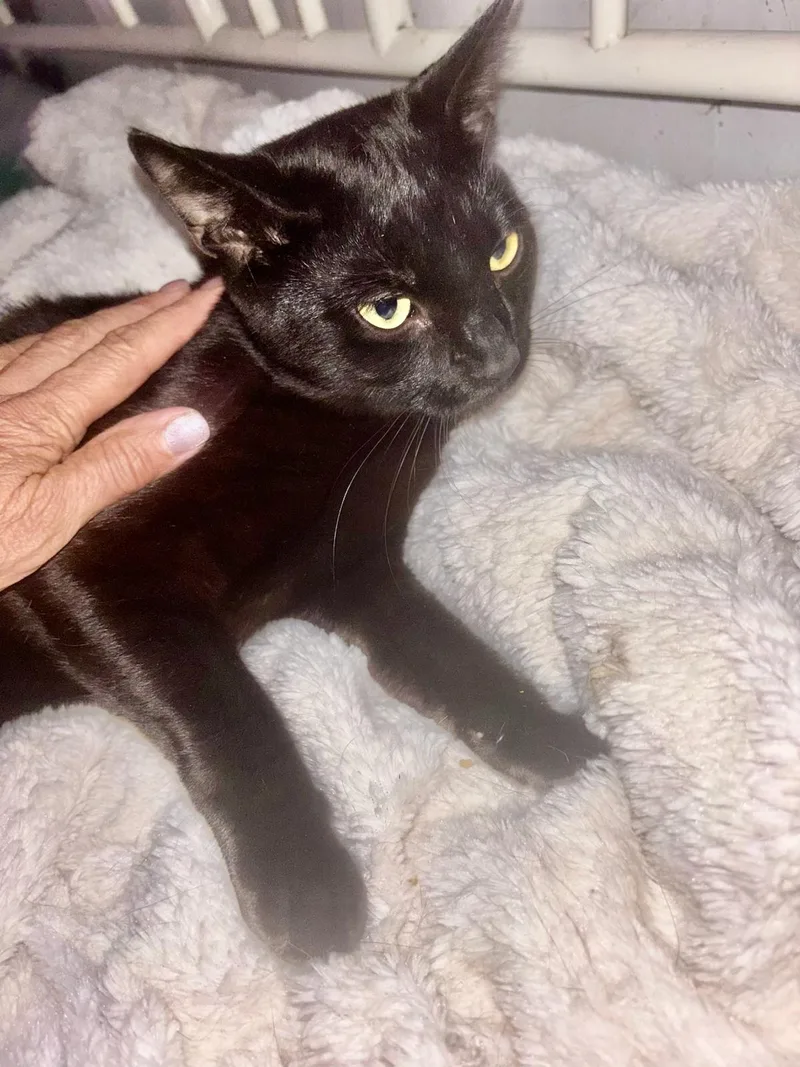 A young medium-sized male Black Domestic Short Hair cat named Crush & Dr. Pepper for adoption in Mechanicsburg, PA