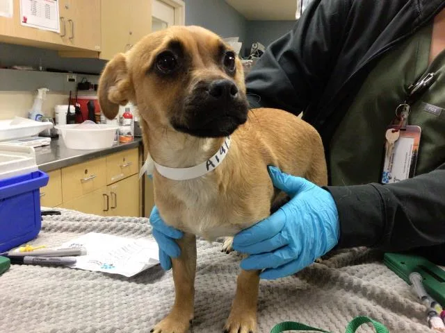 A young small-sized female Terrier dog named A for adoption in Riverside, CA