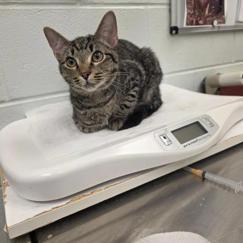 A baby medium-sized female Brown / Chocolate Domestic Short Hair cat named Tinky Winky for adoption in Chattanooga, TN