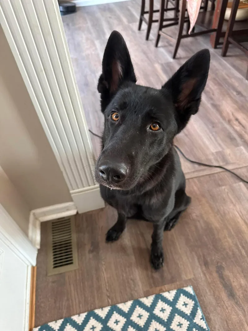 A young large-sized female German Shepherd Dog dog named Hannah for adoption in Jefferson City, MO