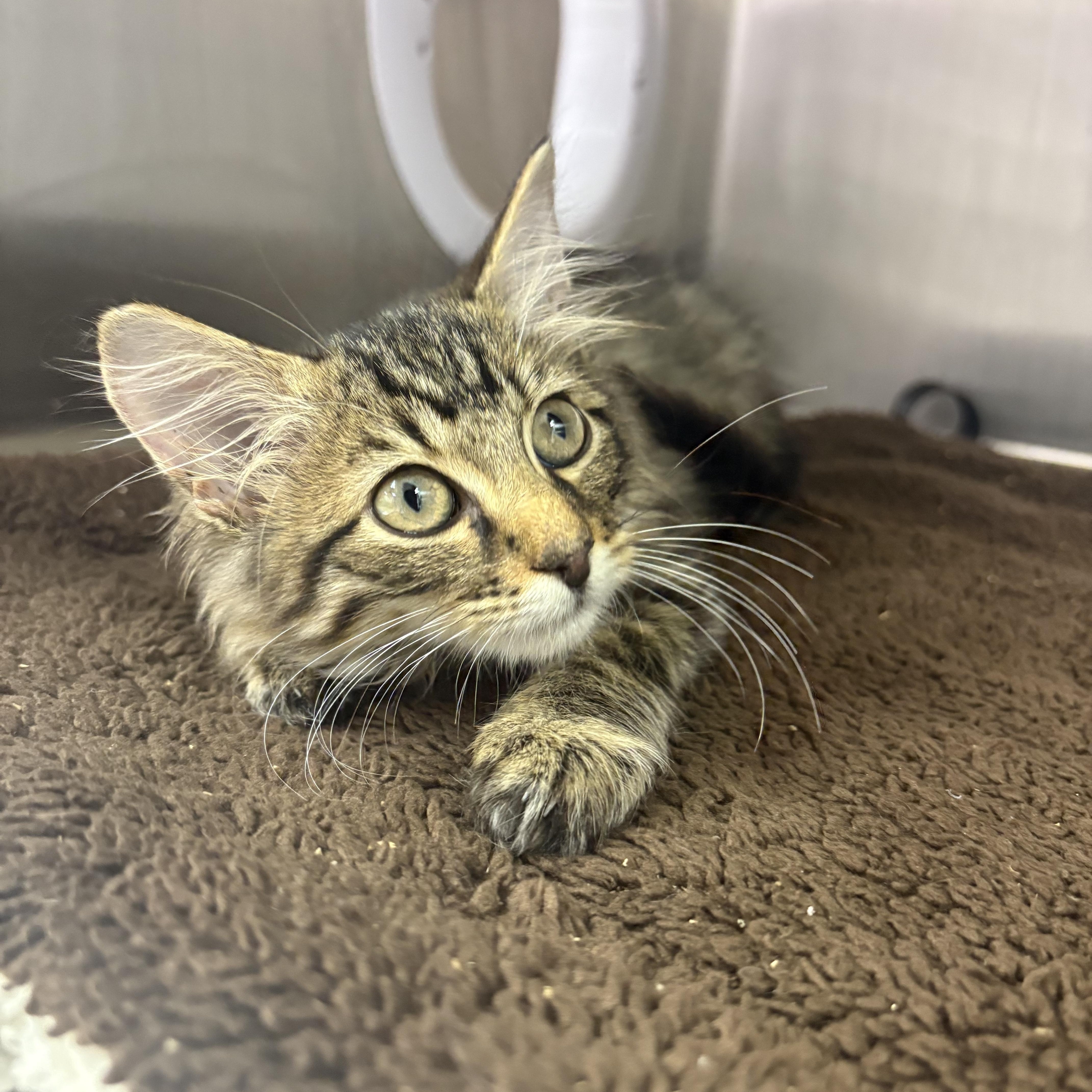 A baby medium-sized female Tabby (Brown / Chocolate) Domestic Medium Hair cat named Whiskey for adoption in Blue Springs, MO
