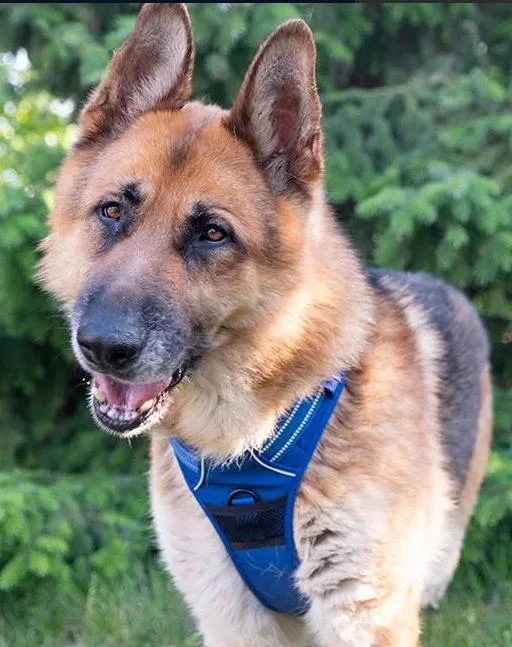An adult large-sized male German Shepherd Dog dog named Kyrie for adoption in Chicago, IL