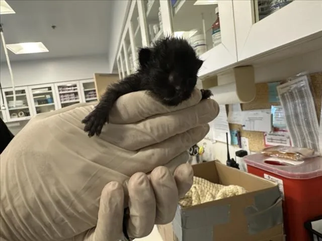A baby small-sized male Domestic Short Hair cat named Boop for adoption in Santa Fe, NM