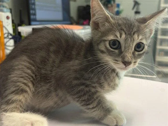 A baby small-sized male Gray / Blue / Silver Domestic Short Hair cat named Bravo for adoption in Tavares, FL