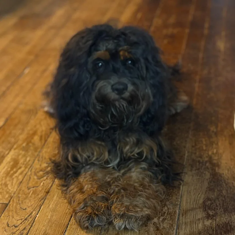 Mousse