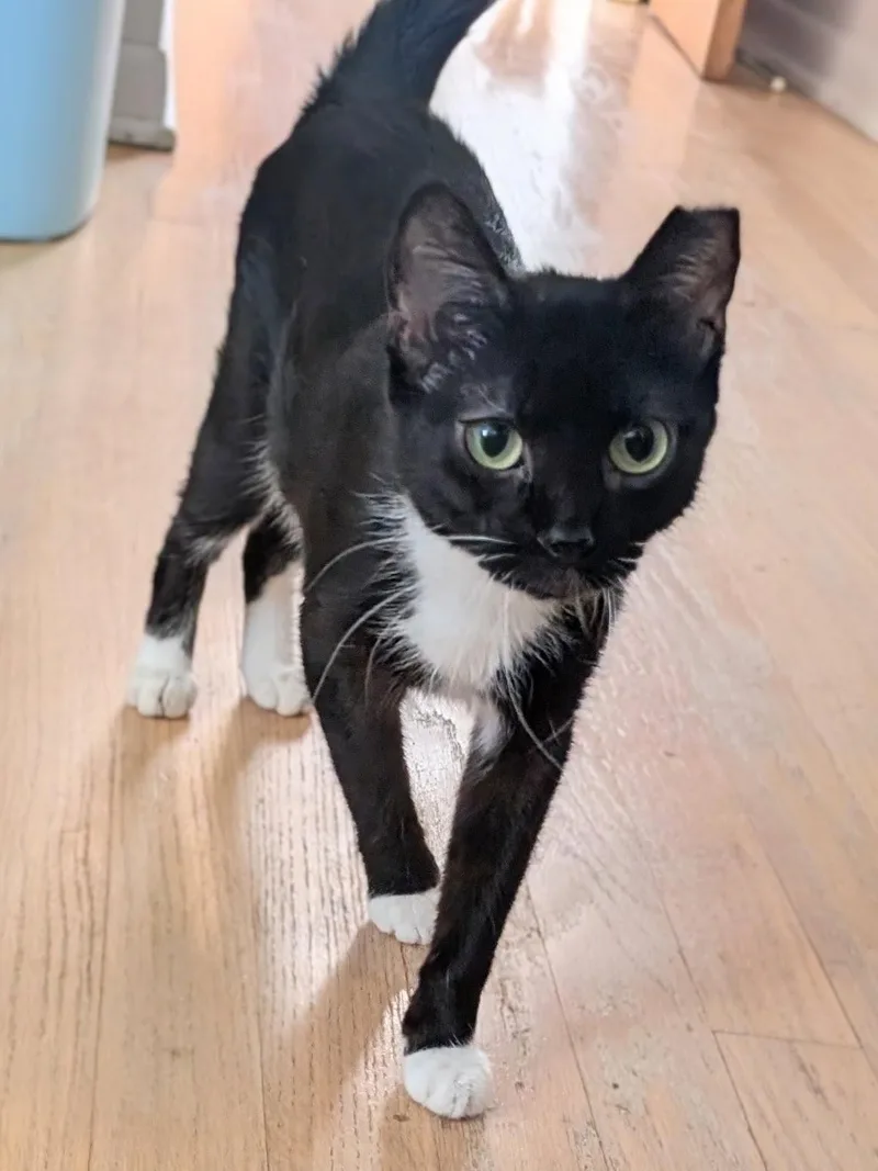 An adult small-sized female Black & White / Tuxedo Domestic Short Hair cat named Olive for adoption in Johnsburg, IL