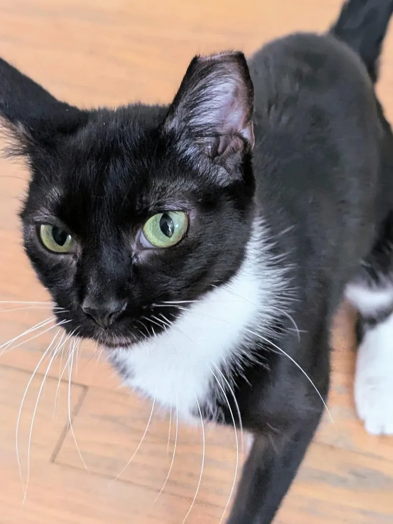Olive thumbnail 3