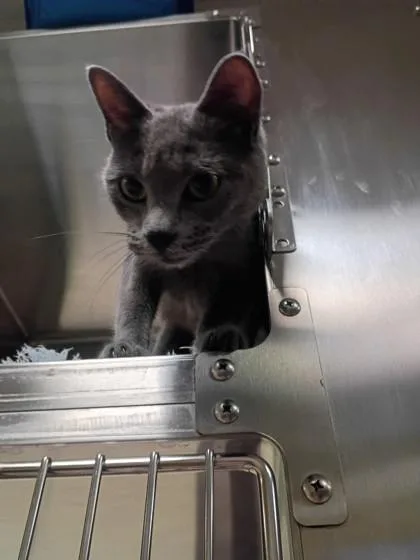 An adult small-sized female Domestic Short Hair cat named Lena for adoption in West Chester, PA