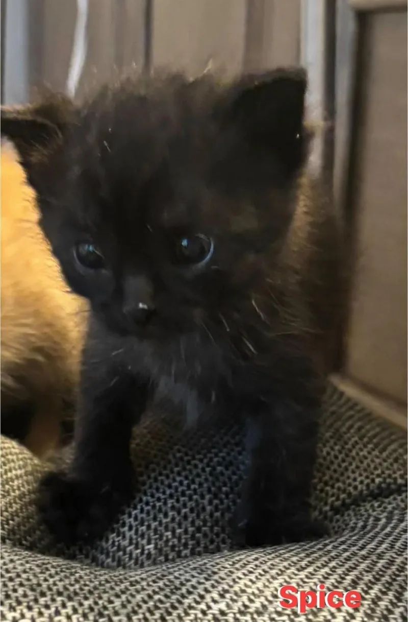 A baby small-sized female Domestic Short Hair cat named Spice for adoption in Macomb, MI