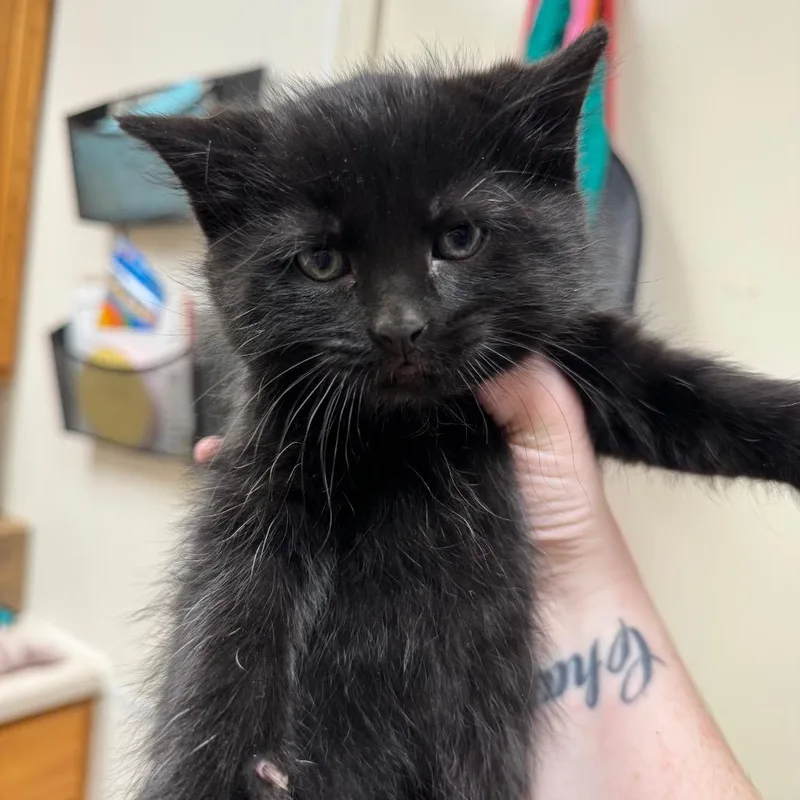 A baby small-sized male Black Domestic Short Hair cat named Data for adoption in Pekin, IL