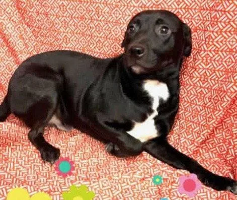 A young medium-sized male Labrador Retriever dog named Popcorn  Months Ava for adoption in Sterling, MA