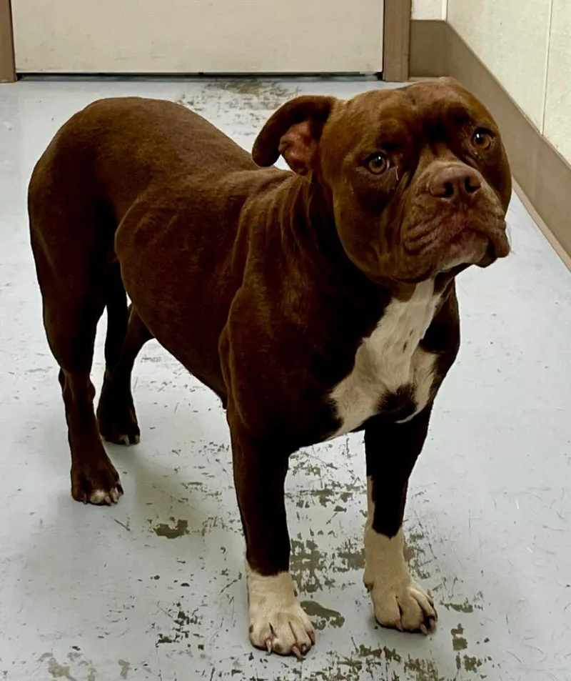 An adult medium-sized female Pit Bull Terrier dog named Zelda for adoption in North Vernon, IN