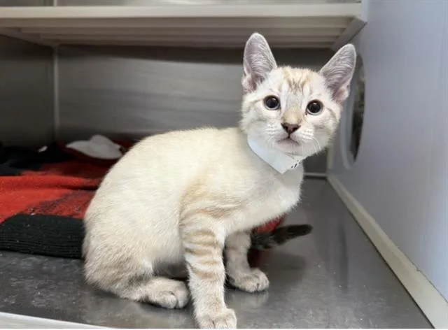 A baby small-sized male Siamese cat named Snowball for adoption in Tustin, CA