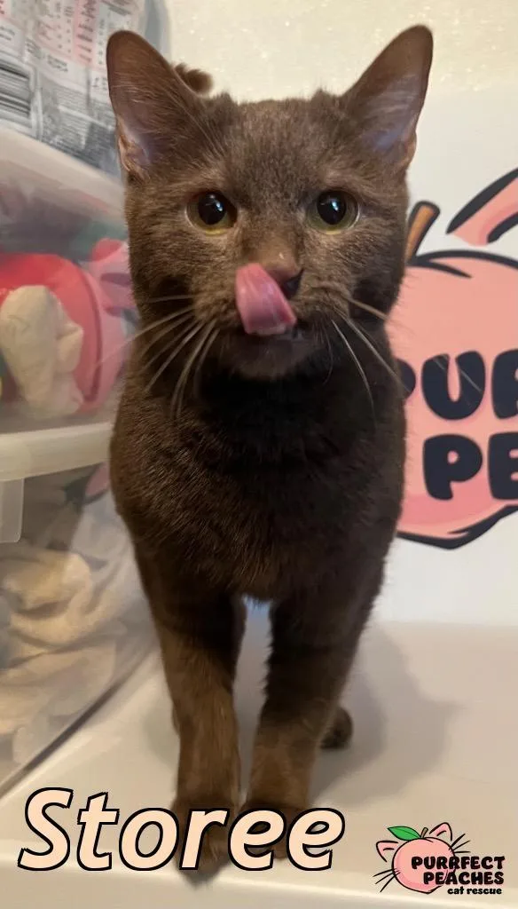 A young medium-sized female Havana cat named Storee for adoption in Douglasville, GA