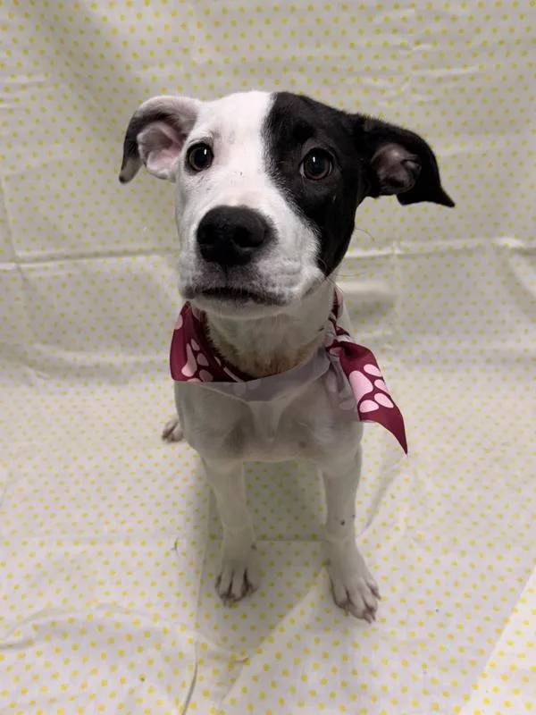 A young medium-sized female Labrador Retriever dog named Ariel for adoption in Morristown, TN