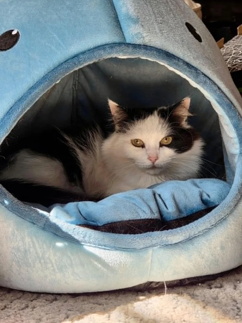 An adult medium-sized female Domestic Short Hair cat named Bailey for adoption in East Point, GA
