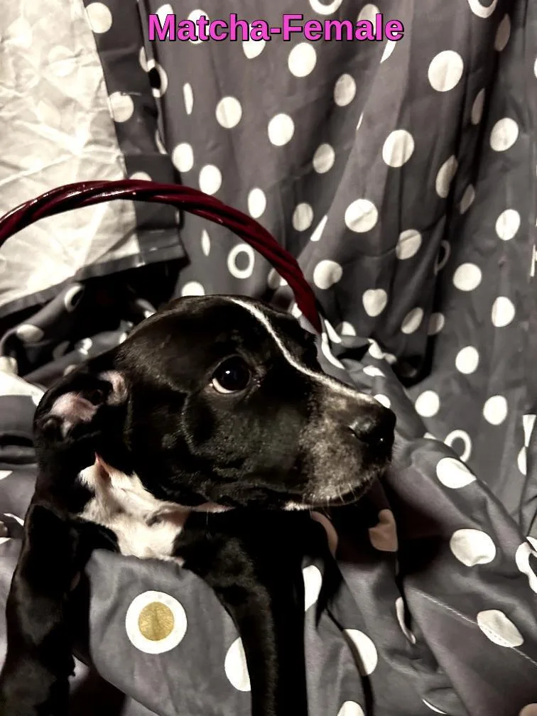 Matchabremerton  Wa thumbnail 2