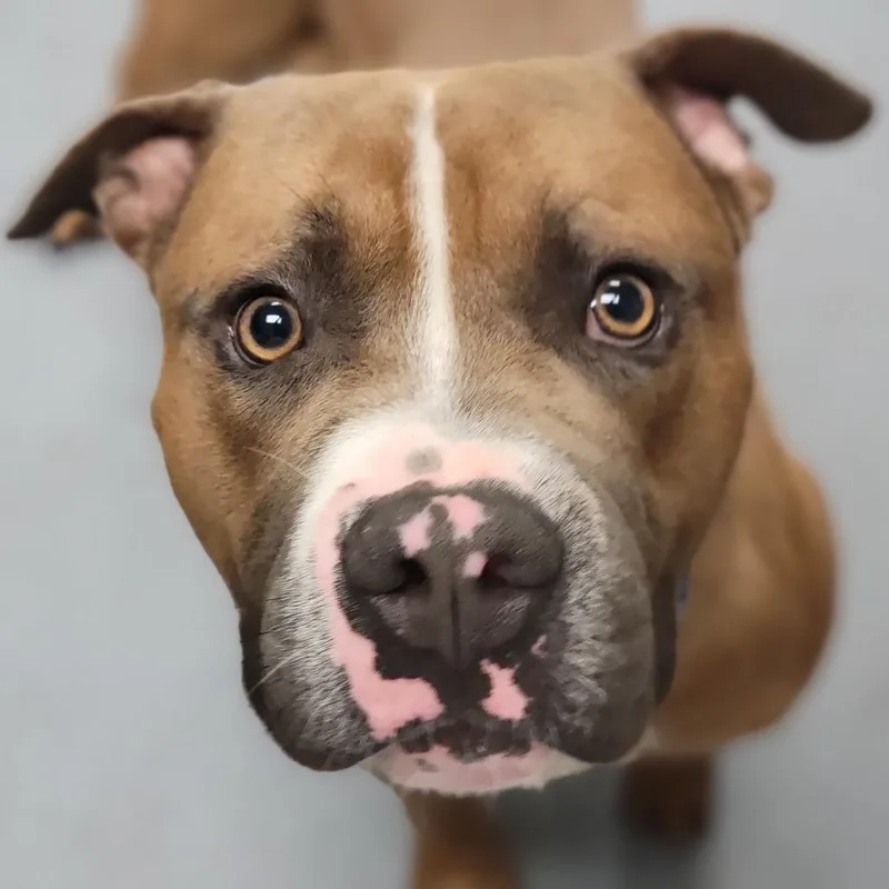 An adult large-sized male Brown / Chocolate Mixed Breed dog named Theo for adoption in Sarasota, FL