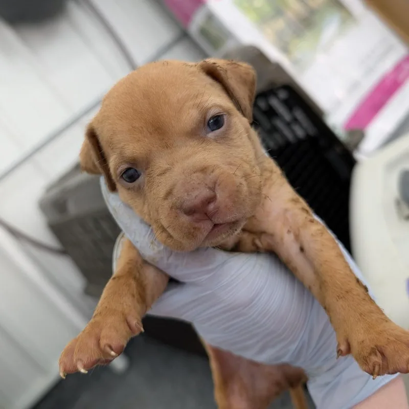 A baby medium-sized male Red / Chestnut / Orange Mixed Breed dog named Lawless for adoption in DeKalb, IL