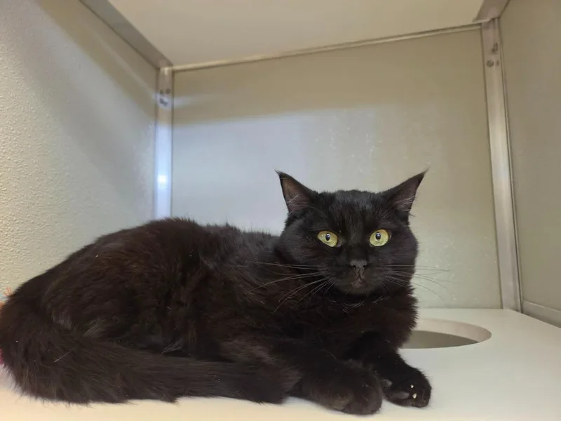 A young small-sized female Domestic Short Hair cat named Sprite for adoption in Kodiak, AK