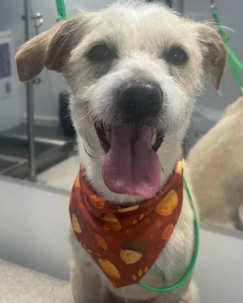 A young small-sized male Terrier dog named Otis for adoption in Corona, CA