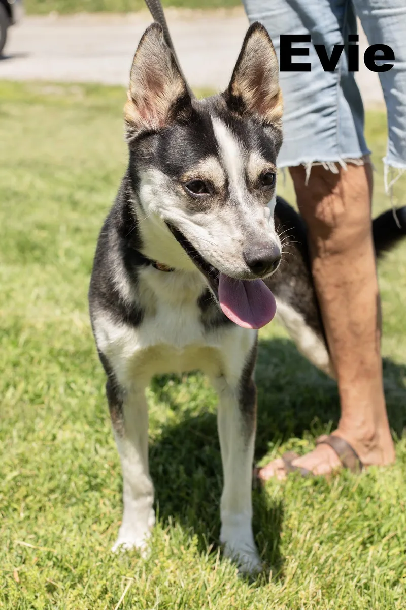 A baby medium-sized female Black Mixed Breed dog named Evie for adoption in Macomb, IL