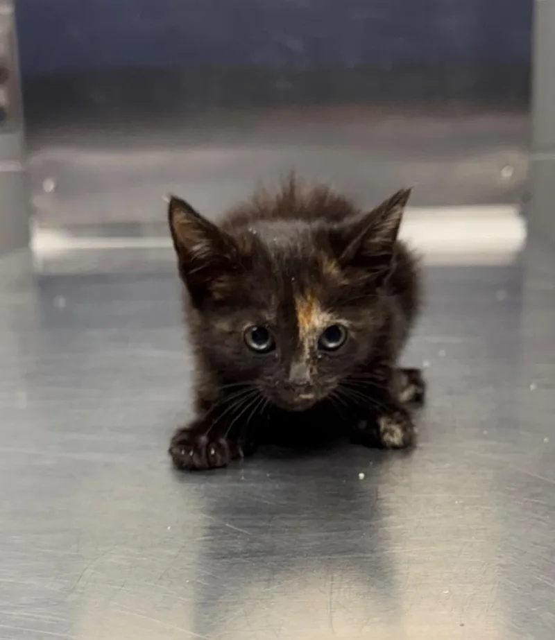 A baby small-sized female Domestic Short Hair cat named Ling for adoption in Missouri City, TX