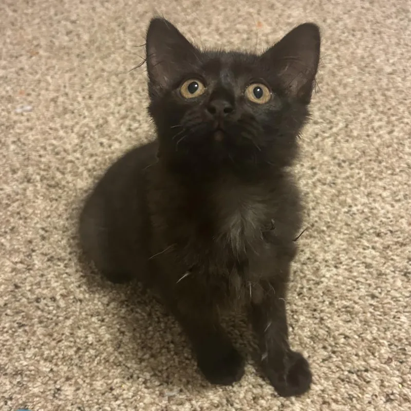 A baby small-sized female Domestic Medium Hair cat named Kerplunk for adoption in Normal, IL
