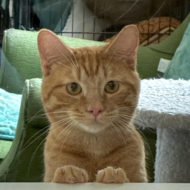 Peanut