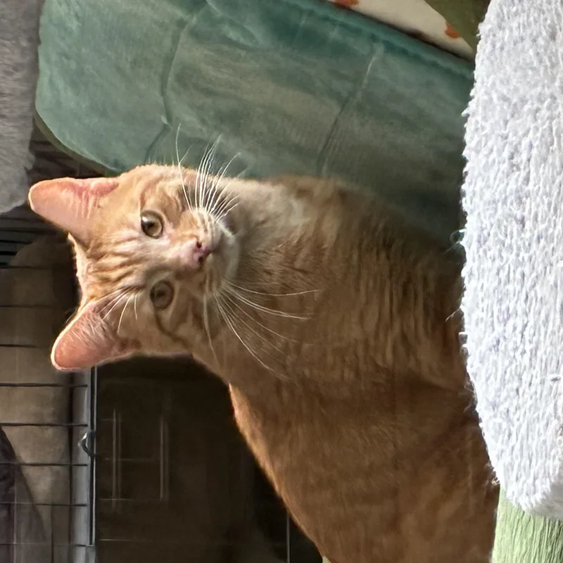 Peanut thumbnail 4