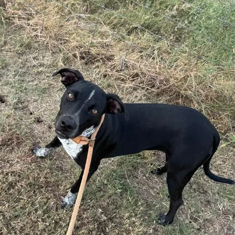 A young medium-sized female Black Catahoula Leopard Dog dog named Tai for adoption in Floresville, TX