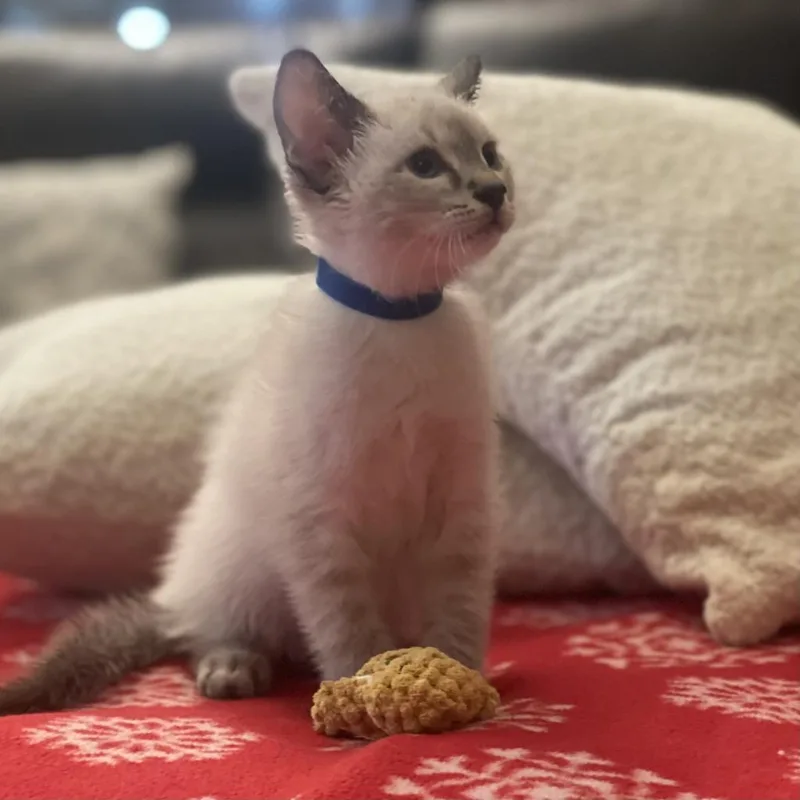 An adult small-sized male Buff / Tan / Fawn Domestic Short Hair cat named Sky for adoption in Flower Mound, TX