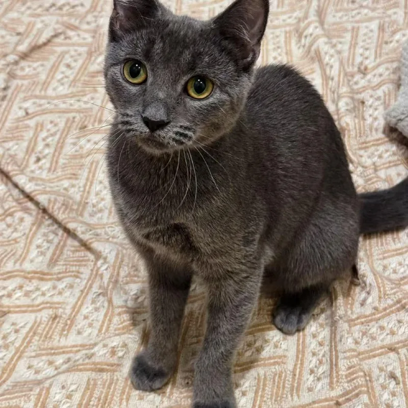 Boba Mae thumbnail 2