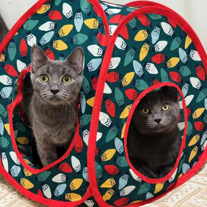 Boba Mae thumbnail 3