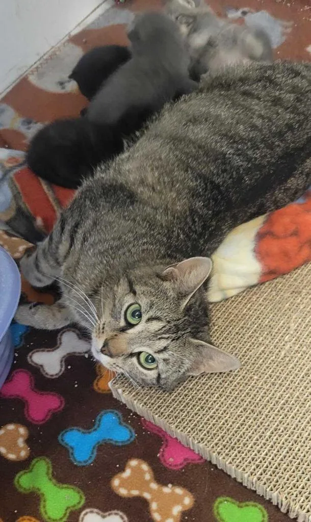 A young medium-sized female Domestic Short Hair cat named Persephone for adoption in New Kensington, PA