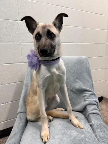A baby small-sized female German Shepherd Dog dog named Tara for adoption in Seagoville, TX