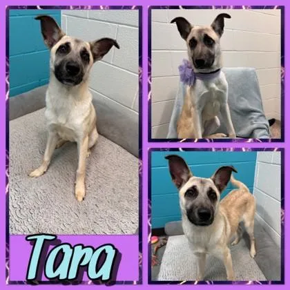 Tara thumbnail 3