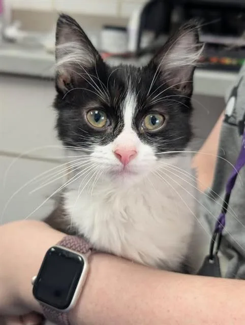 A baby small-sized female Domestic Medium Hair cat named Gemma for adoption in Canfield, OH