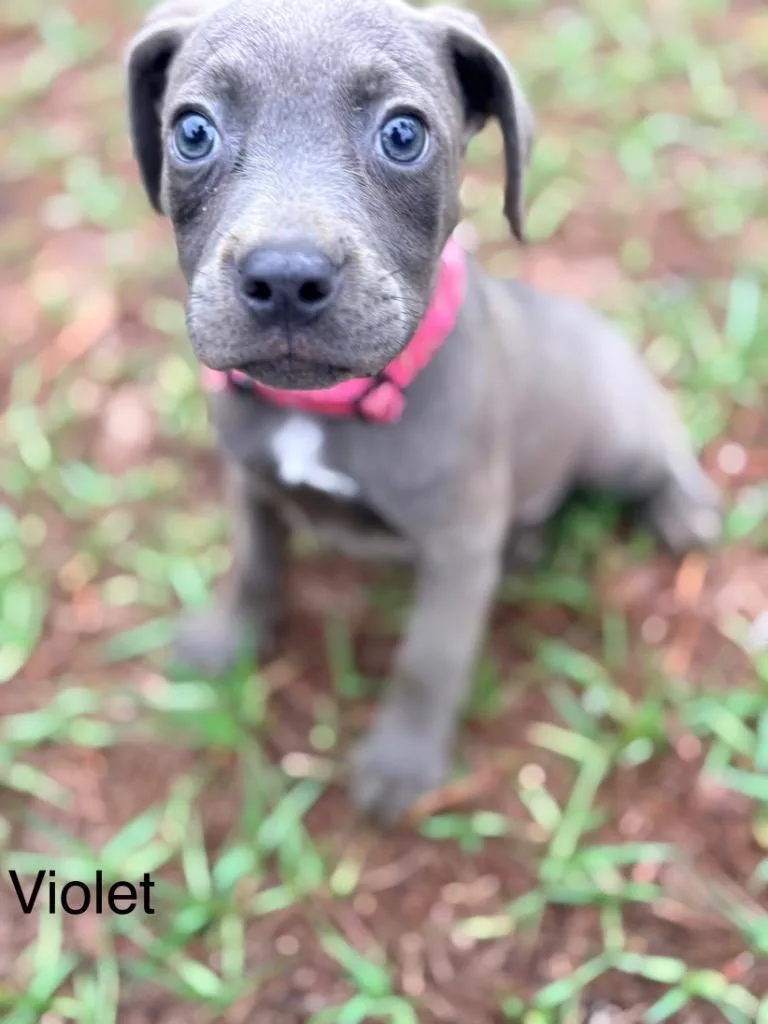 Violet