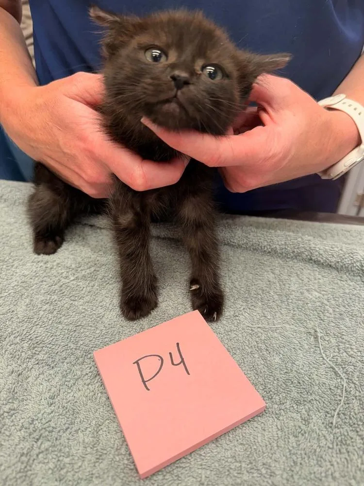 A baby small-sized male Black Domestic Short Hair cat named Storm for adoption in Vancouver, WA