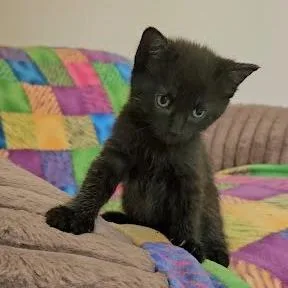 A baby small-sized female Black Domestic Short Hair cat named Macchiato for adoption in South Elgin, IL