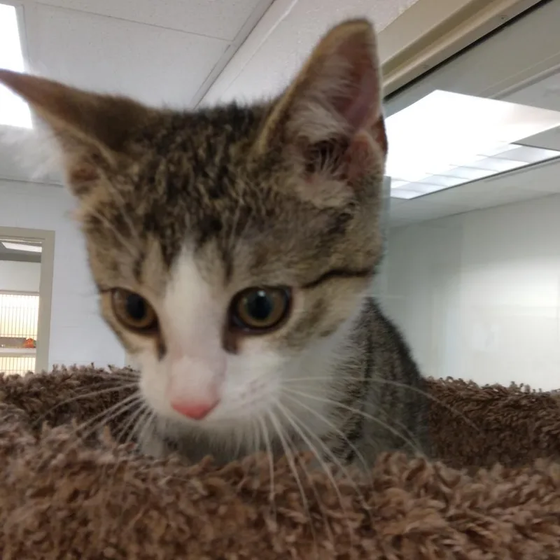 An adult medium-sized male Brown / Chocolate Domestic Short Hair cat named Jax for adoption in Harrisonburg, VA